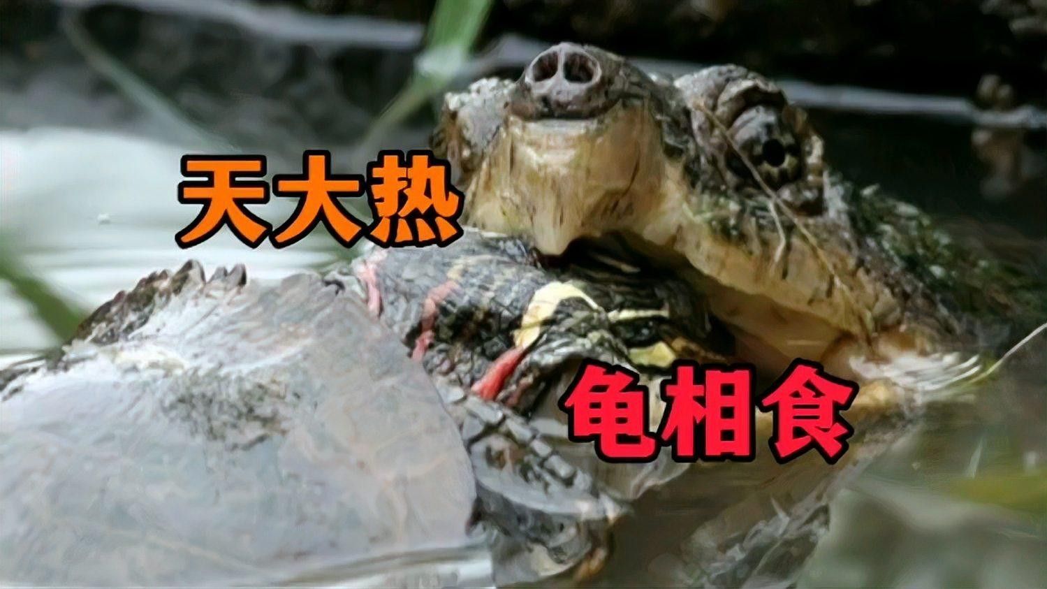 有哪些常見的混養(yǎng)失敗原因（混養(yǎng)失敗的原因及解決方案） 有哪些常見的混養(yǎng)失敗原因（混養(yǎng)失敗的原因及解決方案） 龍魚百科 第2張