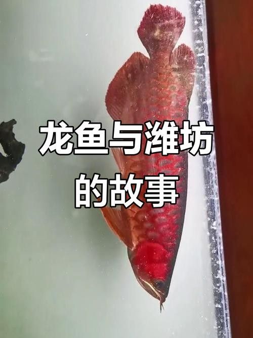 如何聯(lián)系濰坊龍魚(yú)養(yǎng)殖場(chǎng)