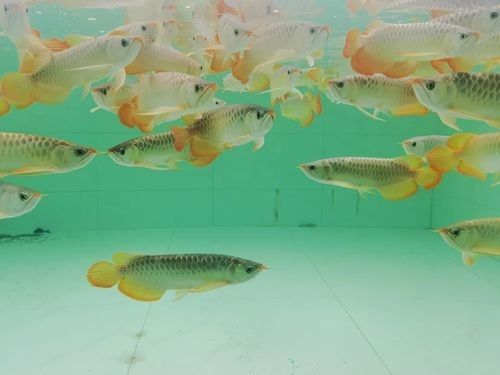 如何聯(lián)系濰坊龍魚(yú)養(yǎng)殖場(chǎng)