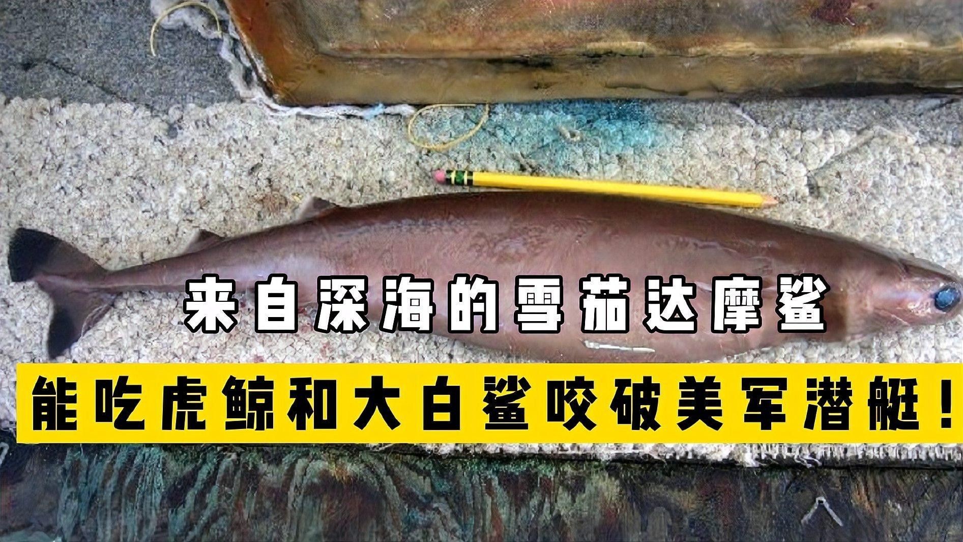 金龍魚頭小身寬好嗎：金龍魚頭小身寬好嗎能養(yǎng)嗎 金龍魚頭小身寬好嗎：金龍魚頭小身寬好嗎能養(yǎng)嗎 觀賞魚百科 第1張