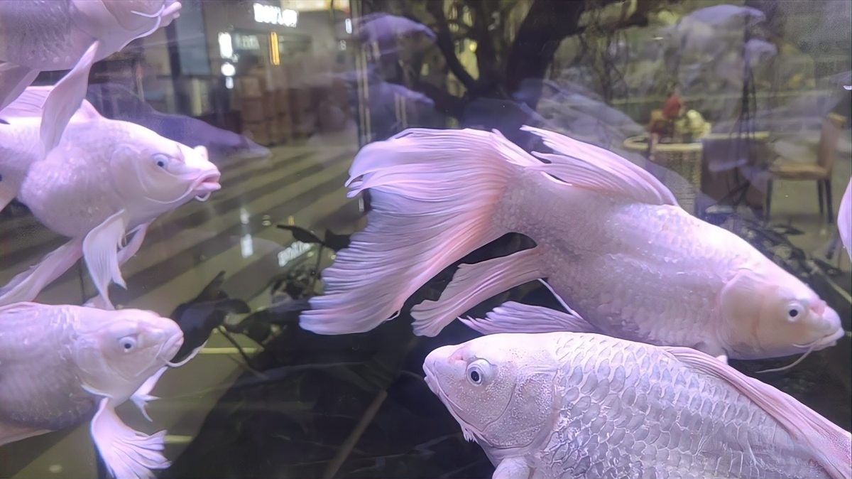 金龍魚和蝴蝶鯉混養需要多大的魚缸