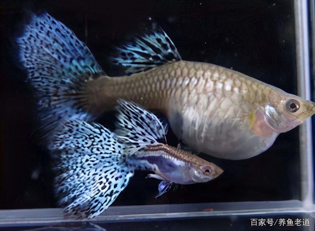 金龍魚和蝴蝶鯉混養需要多大的魚缸