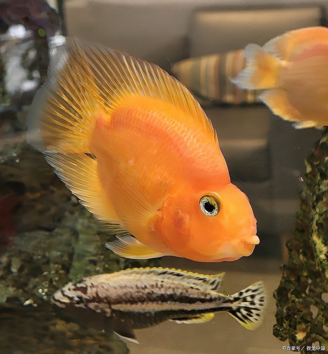 如何預(yù)防金龍魚再次翻肚子（金魚總是翻肚子是快死了嗎5個原因+拯救方法）