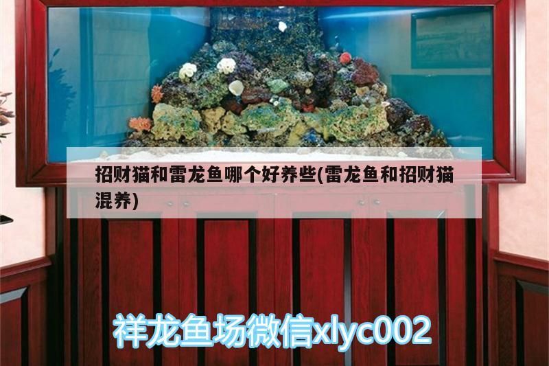 招財貓和雷龍魚哪個好養(yǎng)些(雷龍魚和招財貓混養(yǎng))（招財貓和雷龍魚哪個好養(yǎng)些）