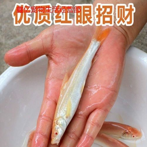 紅眼白子招財龍的價格是多少？（紅眼白子招財龍價格） 紅眼白子招財龍的價格是多少？（紅眼白子招財龍價格） 龍魚百科 第1張