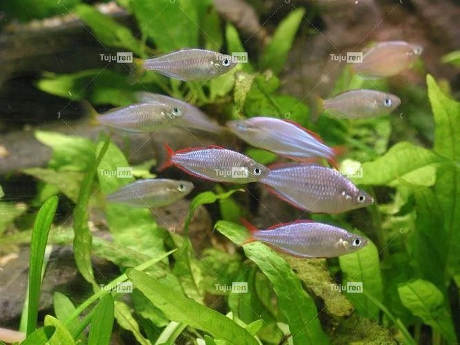 哪里可以找到更多馬來紅龍魚圖片（關于馬來紅龍魚的一些建議） 哪里可以找到更多馬來紅龍魚圖片（關于馬來紅龍魚的一些建議） 龍魚百科 第34張