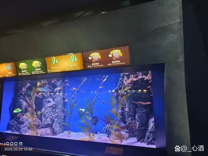 哪里可以找到更多馬來紅龍魚圖片（關于馬來紅龍魚的一些建議） 哪里可以找到更多馬來紅龍魚圖片（關于馬來紅龍魚的一些建議） 龍魚百科 第28張