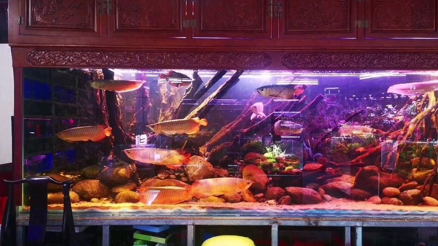 哪里可以找到更多馬來紅龍魚圖片（關于馬來紅龍魚的一些建議） 哪里可以找到更多馬來紅龍魚圖片（關于馬來紅龍魚的一些建議） 龍魚百科 第25張
