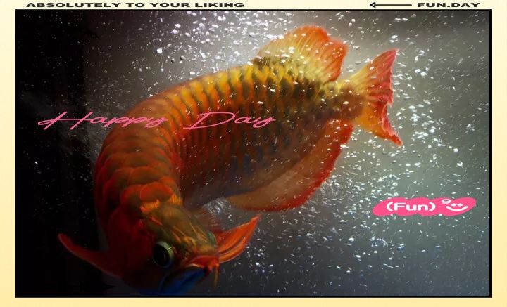 黑鱗龍魚多久能認主人（黑鱗龍魚多久能認主人[emoji[需手動填充]1f495[[需手動填充]emoji[需手動填充]） 黑鱗龍魚多久能認主人（黑鱗龍魚多久能認主人[emoji[需手動填充]1f495[[需手動填充]emoji[需手動填充]） 龍魚百科 第5張