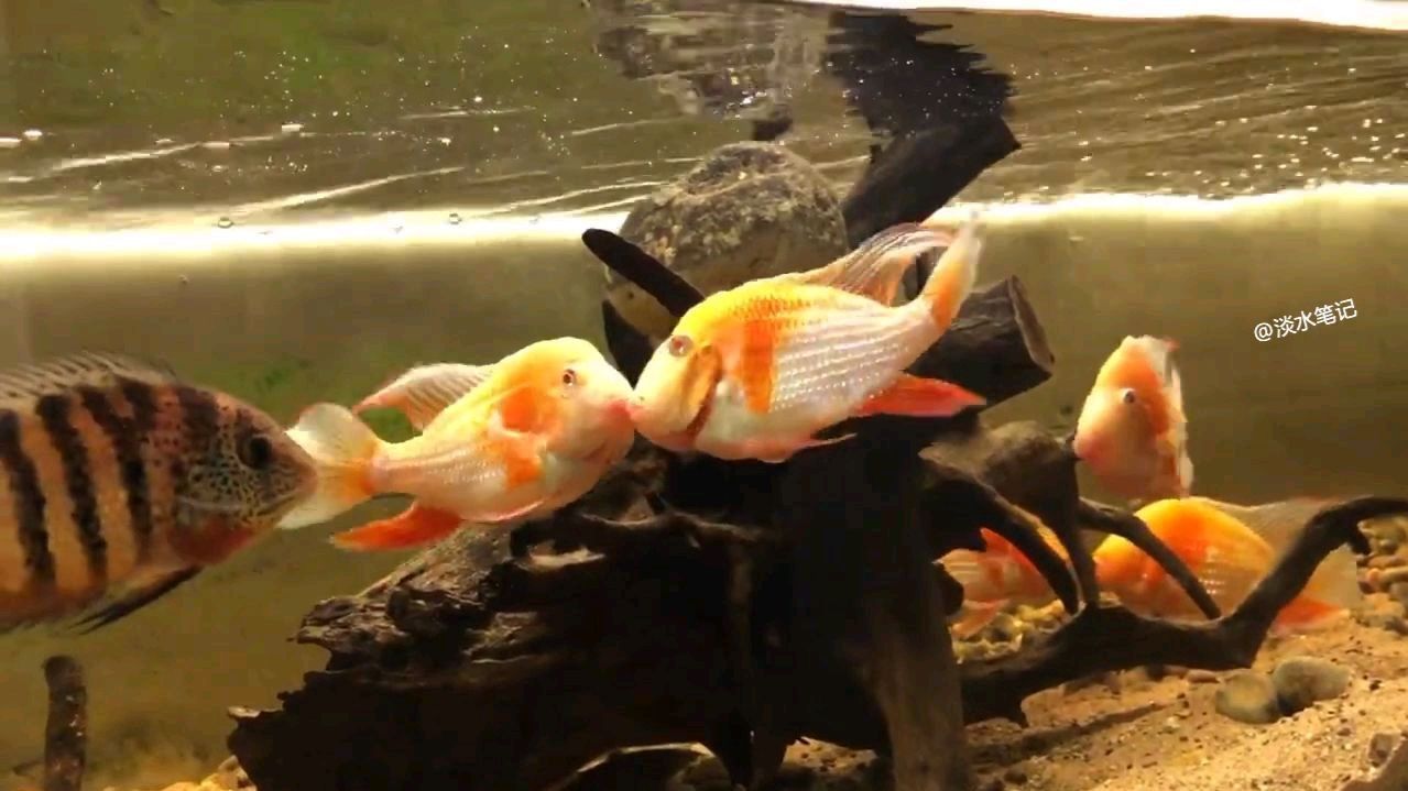 白子關(guān)刀魚是什么魚做的（關(guān)羽的青龍偃月刀怎么變一條魚了）