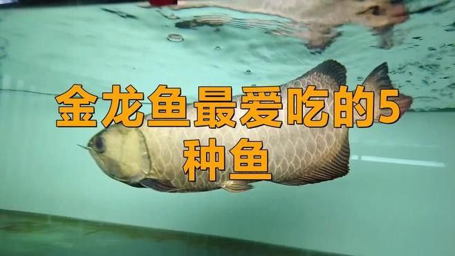 金龍魚吃哪些食物 金龍魚吃哪些食物 龍魚百科 第2張