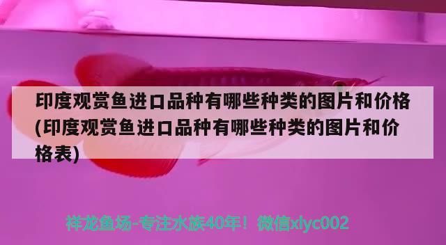 魚缸過濾器不抽水怎么解決視頻講解（馬桶有水聲不上水怎么回事）（如何解決魚缸過濾器不抽水的問題）