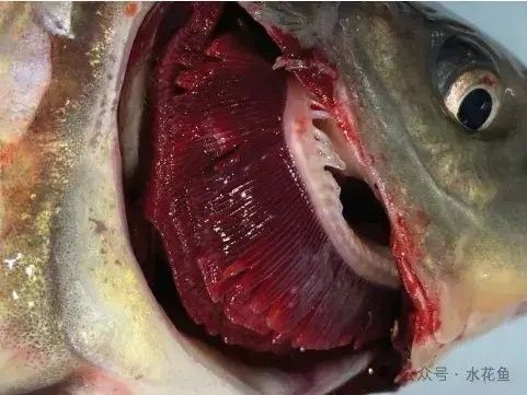 金龍魚張嘴呼吸如何治療（治療金龍魚張嘴呼吸的6大原因及解決方法及解決方法）
