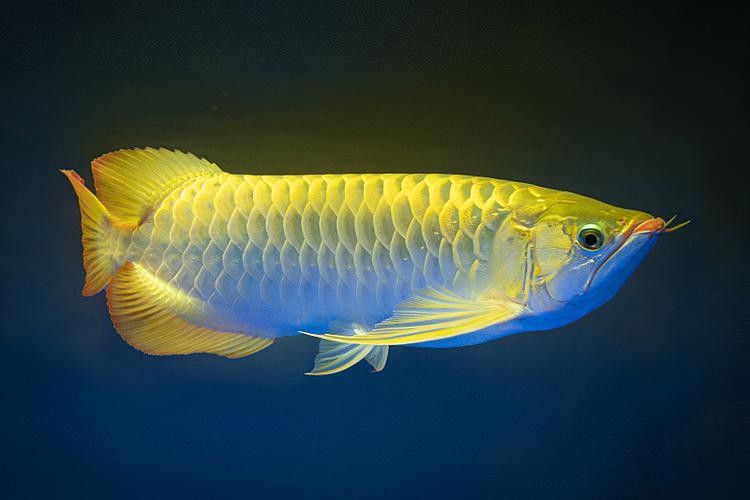 古典黑底金龍魚有哪些品種？（古典黑底金龍魚的價格是多少？）