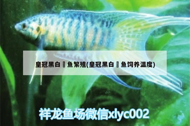皇冠黑白魟魚繁殖(皇冠黑白魟魚飼養溫度) 皇冠黑白魟魚繁殖(皇冠黑白魟魚飼養溫度) 觀賞魚百科