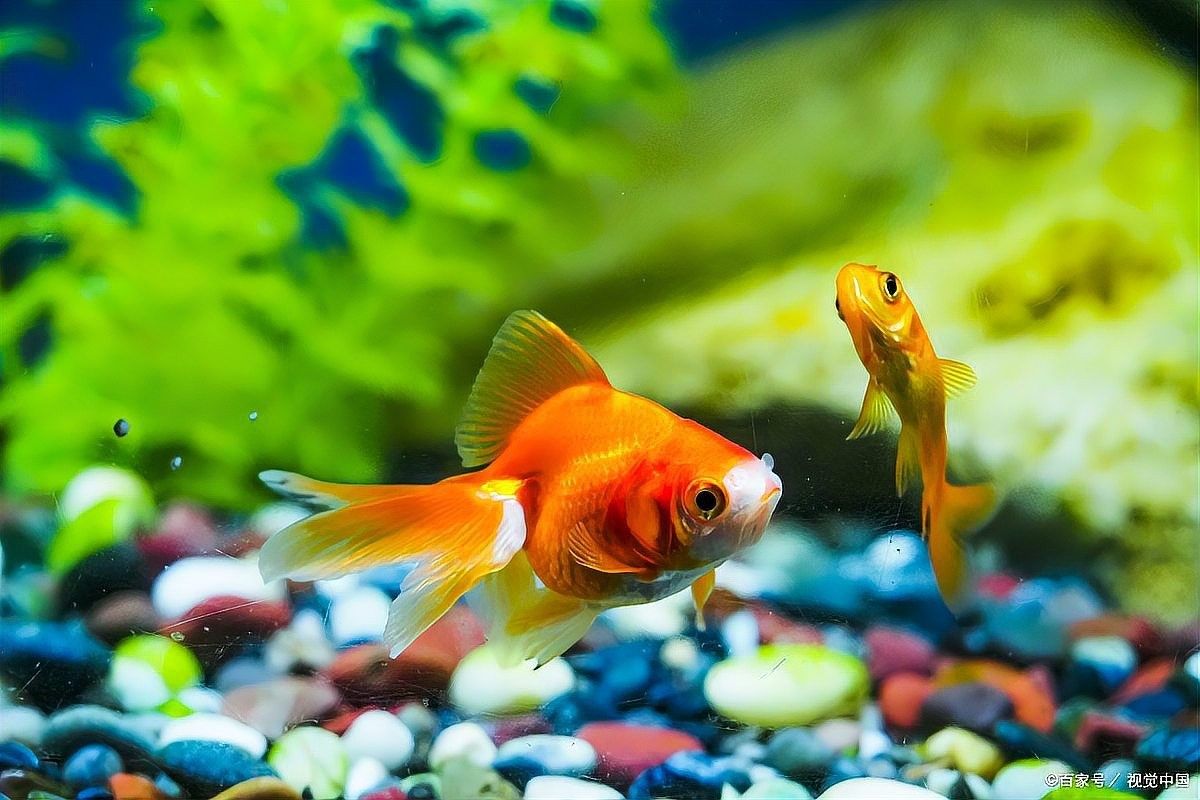 如何調整龍魚缸的pH值（如何調整龍魚缸ph值） 如何調整龍魚缸的pH值（如何調整龍魚缸ph值） 龍魚百科 第4張