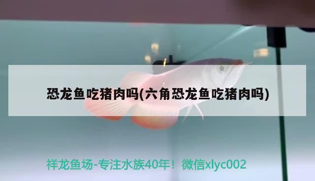 邯鄲水族批發(fā)市場(chǎng)：邯鄲水族批發(fā)市場(chǎng)在哪