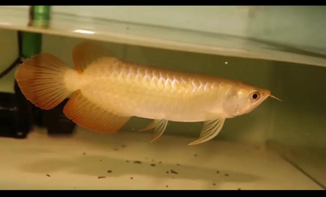 紅龍魚除了大麥蟲還能吃什么？（紅龍魚的壽命多長紅龍魚怎么養(yǎng)最好）