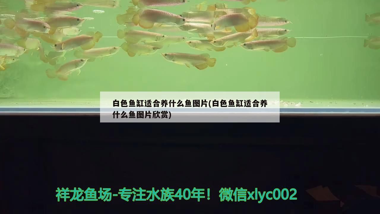 白色魚缸適合養什么魚圖片(白色魚缸適合養什么魚圖片欣賞)（如何選擇適合自己的水族缸）