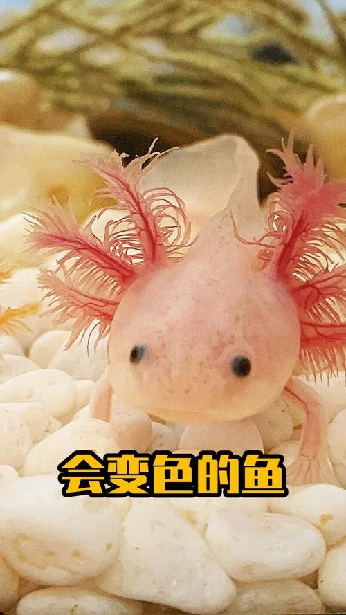 給我一些恐龍魚和恐龍王魚的圖片（恐龍魚和恐龍王魚是兩種非常受歡迎的觀賞魚）
