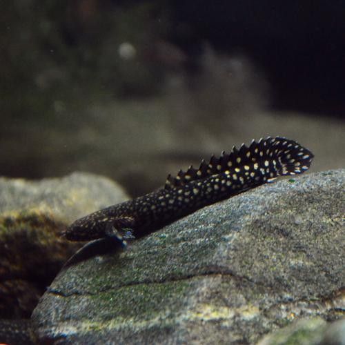給我一些恐龍魚和恐龍王魚的圖片（恐龍魚和恐龍王魚是兩種非常受歡迎的觀賞魚）