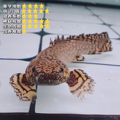 給我一些恐龍魚和恐龍王魚的圖片（恐龍魚和恐龍王魚是兩種非常受歡迎的觀賞魚）