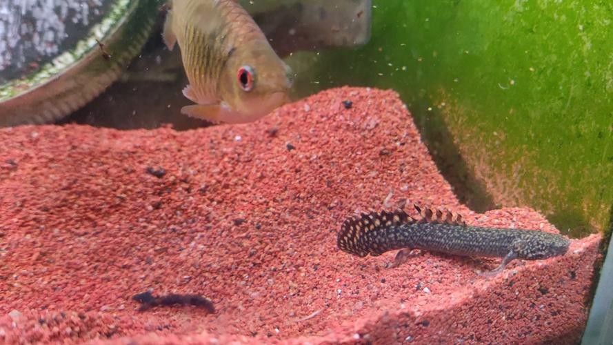 給我一些恐龍魚和恐龍王魚的圖片（恐龍魚和恐龍王魚是兩種非常受歡迎的觀賞魚）