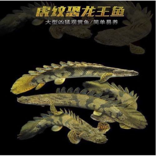 給我一些恐龍魚和恐龍王魚的圖片（恐龍魚和恐龍王魚是兩種非常受歡迎的觀賞魚）