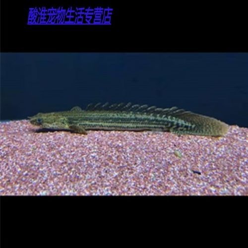 給我一些恐龍魚和恐龍王魚的圖片（恐龍魚和恐龍王魚是兩種非常受歡迎的觀賞魚）
