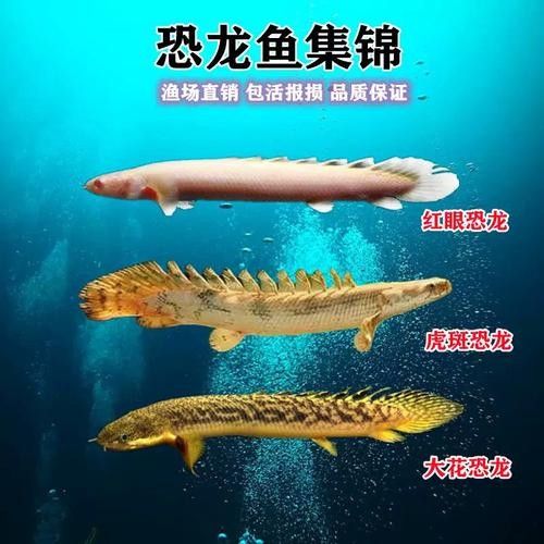 給我一些恐龍魚和恐龍王魚的圖片（恐龍魚和恐龍王魚是兩種非常受歡迎的觀賞魚）