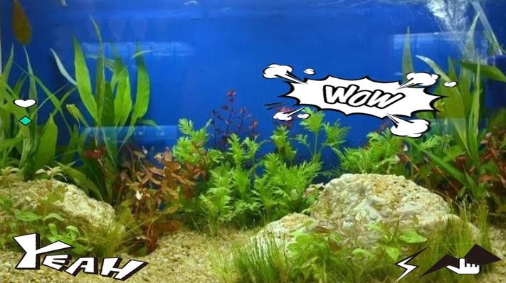 B過金龍魚多久需要換一次水？（金龍魚多久換一次水最好）