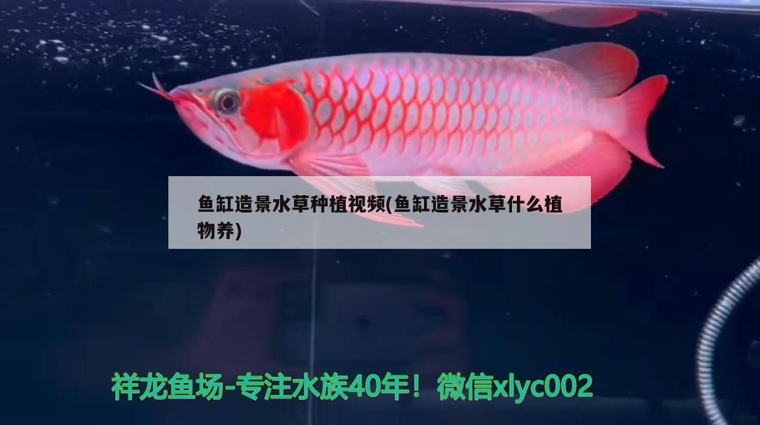 魚缸造景水草種植視頻(魚缸造景水草什么植物養)（魚缸造景水草種植視頻）