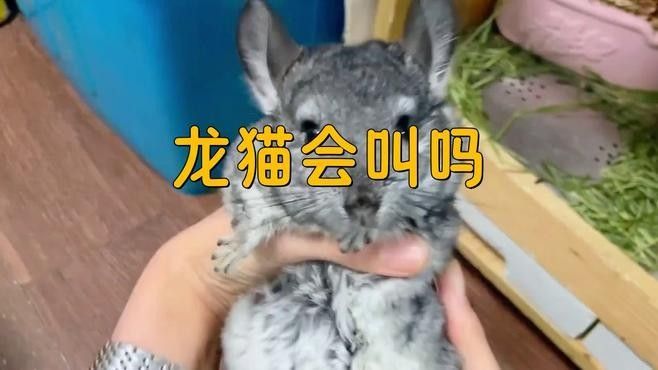 如何判斷龍貓是否發情？（如何判斷龍貓是否發情） 如何判斷龍貓是否發情？（如何判斷龍貓是否發情） 龍魚百科 第1張