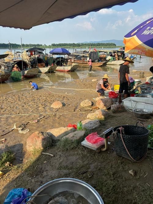洪龍漁村適合家庭游嗎?(洪龍漁村家庭游攻略) 龍魚百科 第1張 洪龍漁村適合家庭游嗎?(洪龍漁村家庭游攻略) 洪龍漁村適合家庭游嗎?(洪龍漁村家庭游攻略) 龍魚百科 第1張