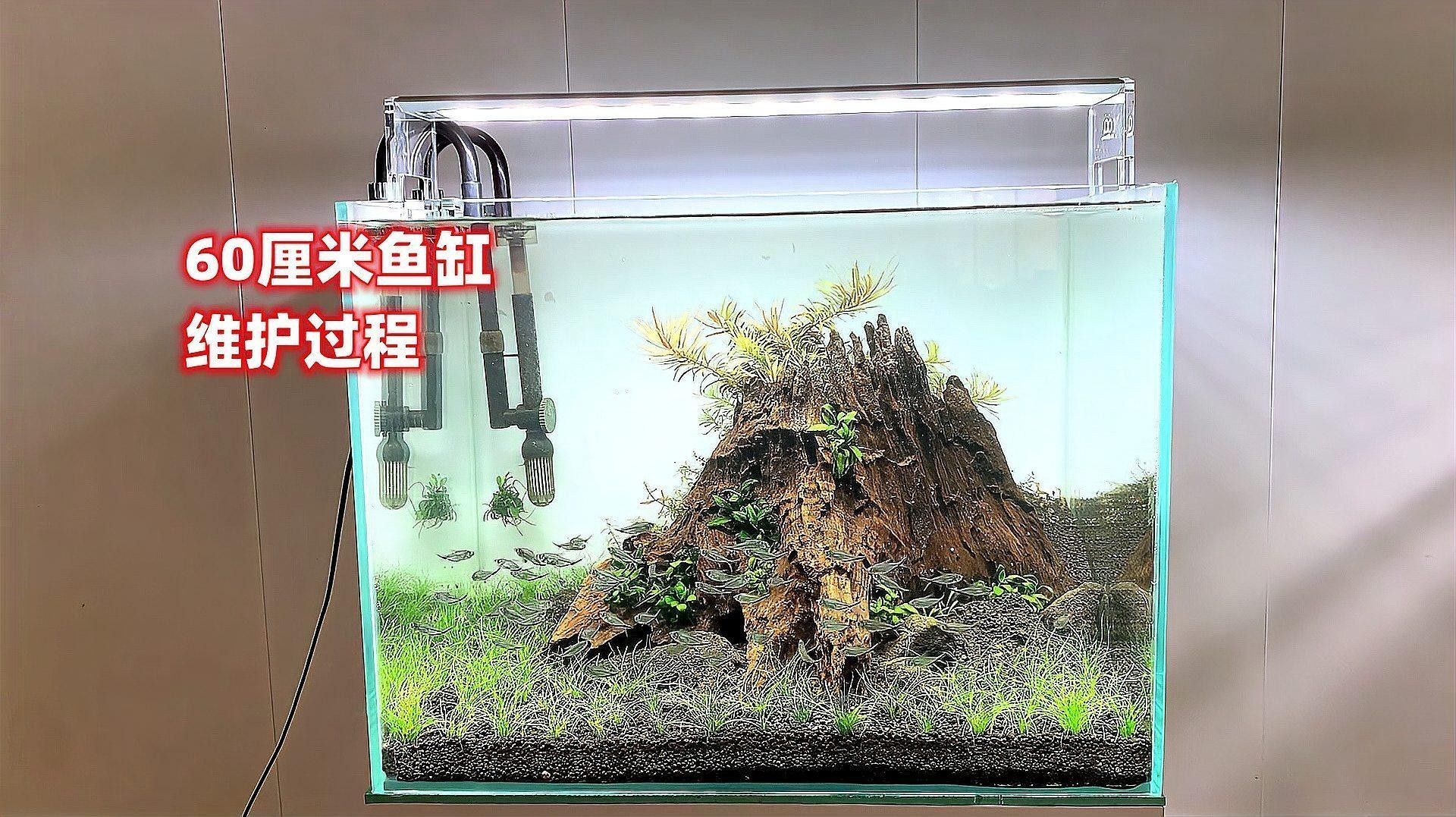 如何加強60厘米魚缸的水質管理（60厘米魚缸的水質管理） 如何加強60厘米魚缸的水質管理（60厘米魚缸的水質管理） 龍魚百科 第3張