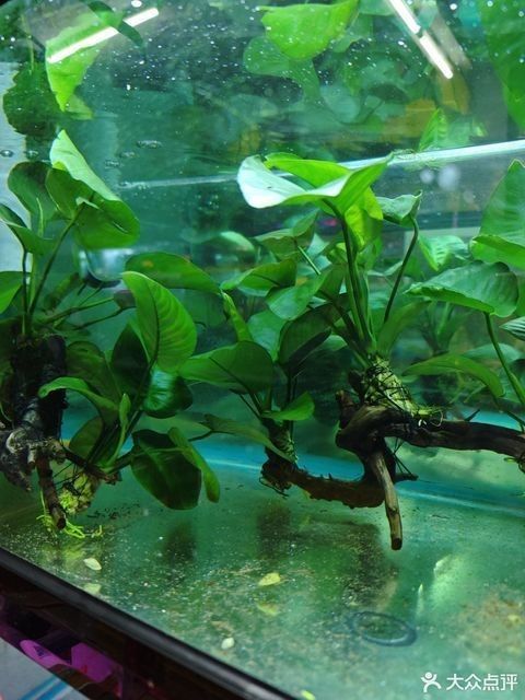 番禺龍魚觀賞魚店地址（廣州番禺龍魚觀賞魚店）