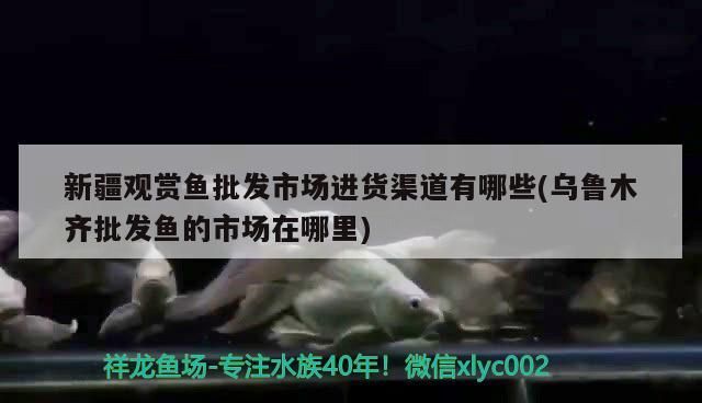<strong><mark>新疆</mark></strong>觀賞魚批發市場進貨渠道有哪些(烏魯木齊批發魚的市場在哪里)（<strong><mark>新疆</mark></strong>觀賞魚批發市場進貨渠道）