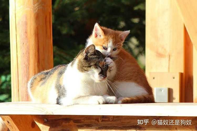 龍鼠和貓混養(yǎng)需要多久適應(yīng)（龍貓和貓混養(yǎng)需要多久適應(yīng)） 龍鼠和貓混養(yǎng)需要多久適應(yīng)（龍貓和貓混養(yǎng)需要多久適應(yīng)） 龍魚(yú)百科 第1張
