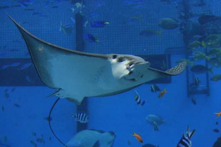 龍港哪個水族館龍魚好？祥龍魚場龍魚（廣州龍魚養殖的全球標桿康比布斯的日記）