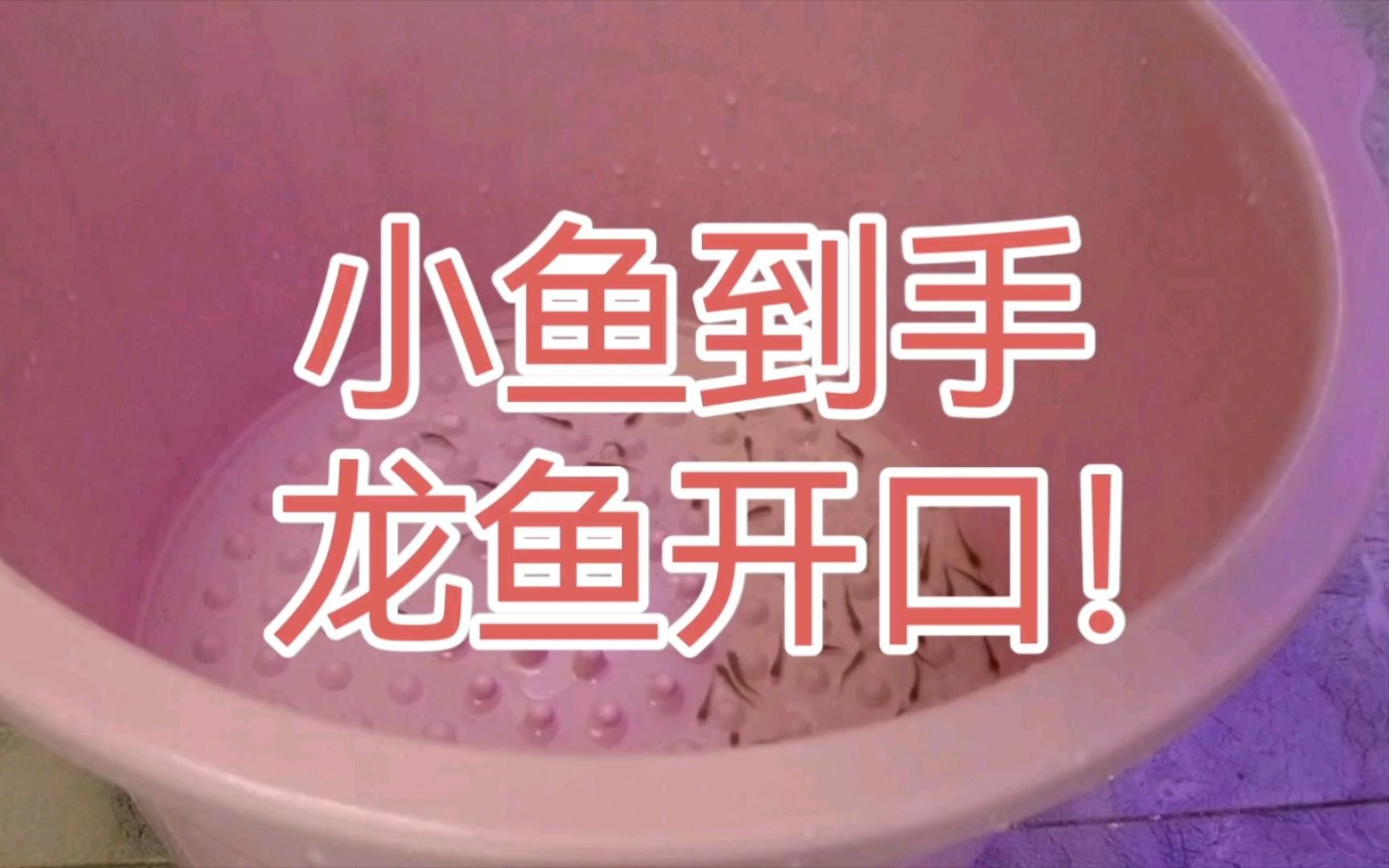 龍魚開口最簡(jiǎn)單三招（如何讓龍魚開口？）
