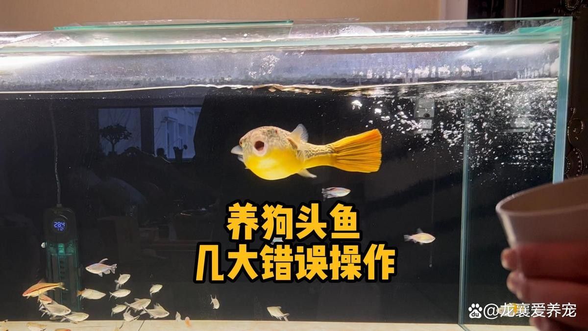 斑馬狗頭魚混養需要多久適應（斑馬狗頭魚混養的適應時間取決于多種因素）