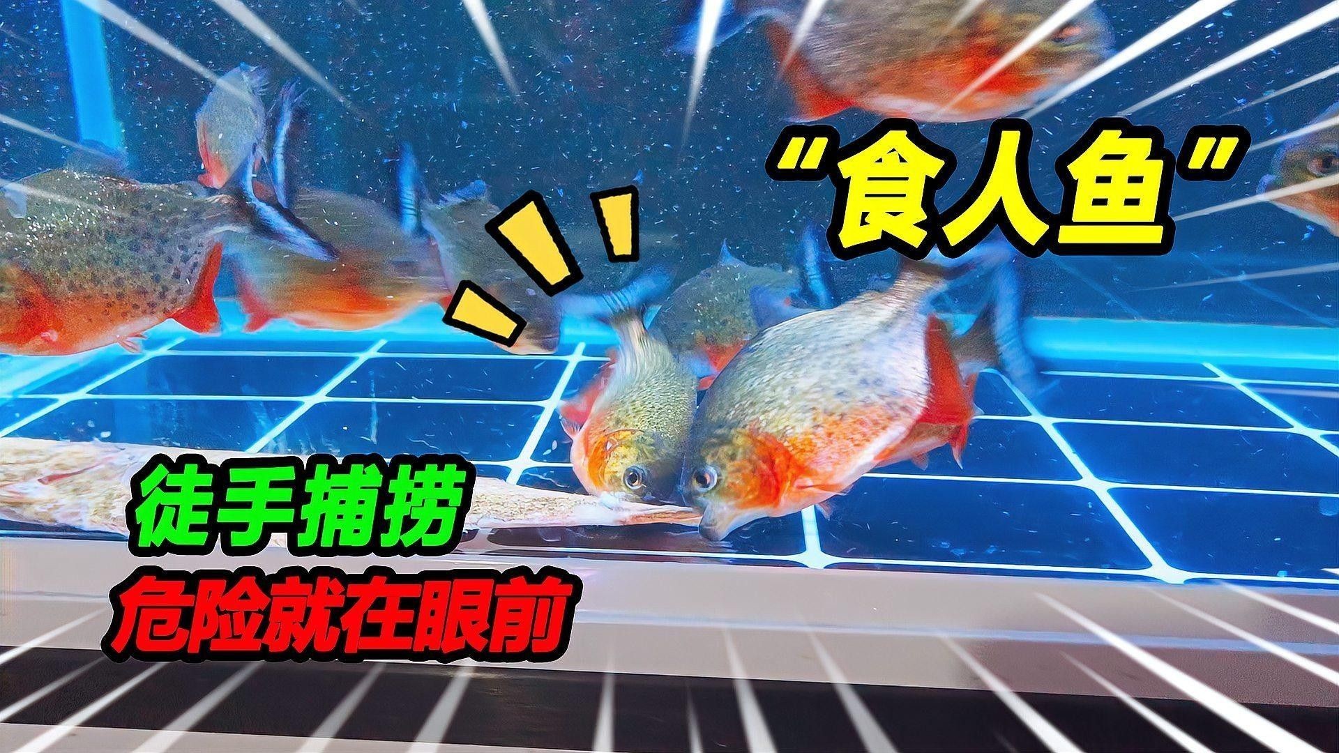 斑馬狗頭魚混養需要多久適應（斑馬狗頭魚混養的適應時間取決于多種因素）