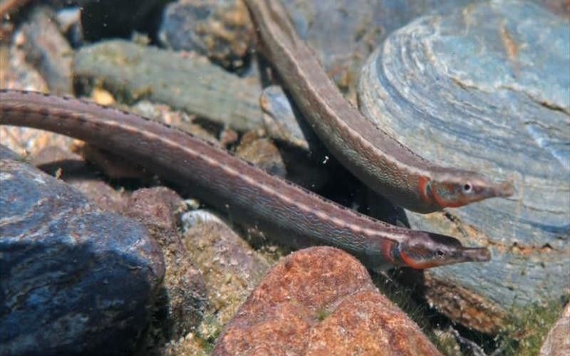 哪種淡水海龍魚最好養（淡水海龍魚好養嗎職場技能錦囊職場技能錦囊）