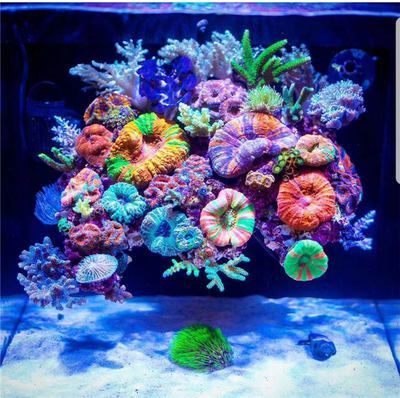 彩蝶海水魚缸怎么樣好不好養：彩蝶海水魚缸怎么樣？ 彩蝶海水魚缸怎么樣好不好養：彩蝶海水魚缸怎么樣？ 觀賞魚百科 第3張