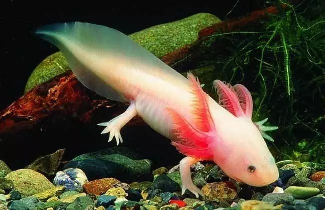 高清六角恐龍魚圖片下載（如何用google圖片搜索高清六角恐龍魚）