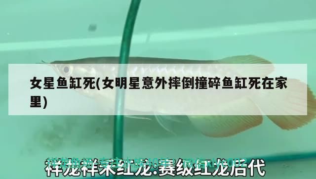 女星魚缸死(女明星意外摔倒撞碎魚缸死在家里)