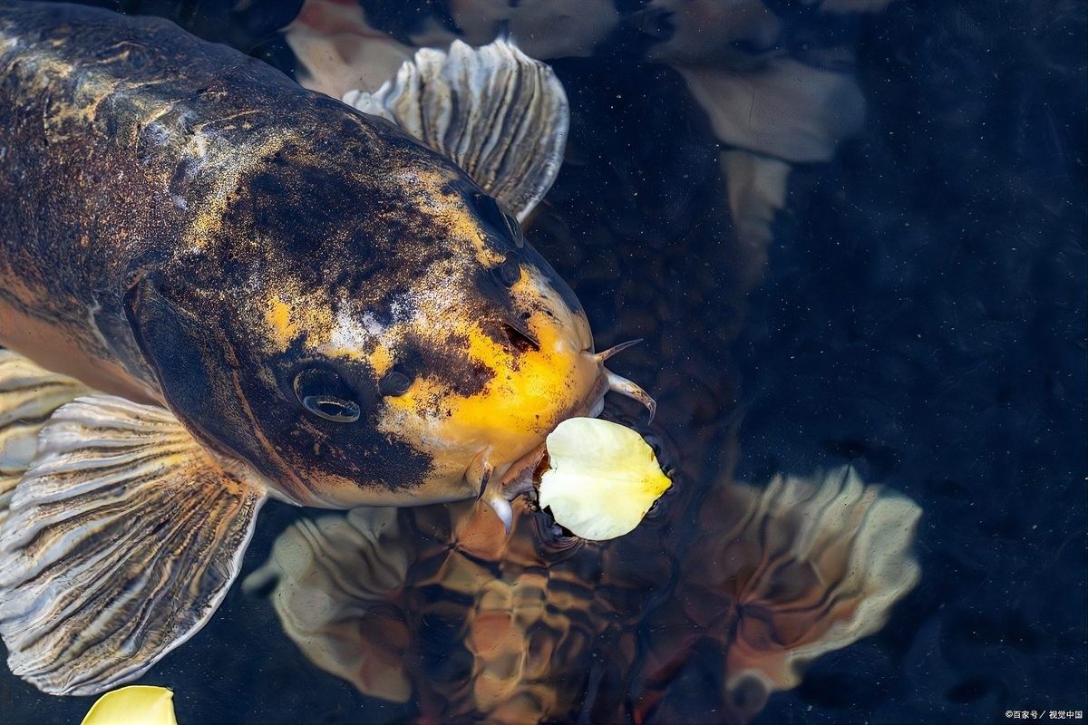 哪些因素會影響龍魚的價格？（帝龍漁業︱龍魚價格飆升背后的原因與養殖指南）