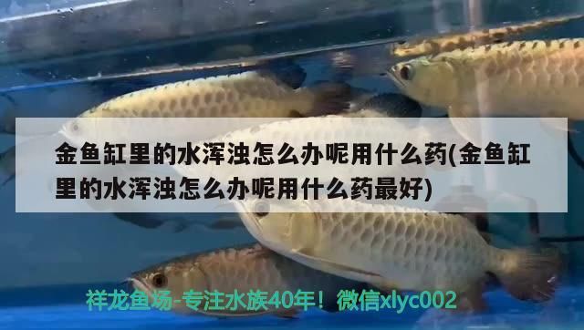 金魚缸里的水渾濁怎么辦呢用什么藥(金魚缸里的水渾濁怎么辦呢用什么藥最好)（金魚缸里的水渾濁怎么辦）