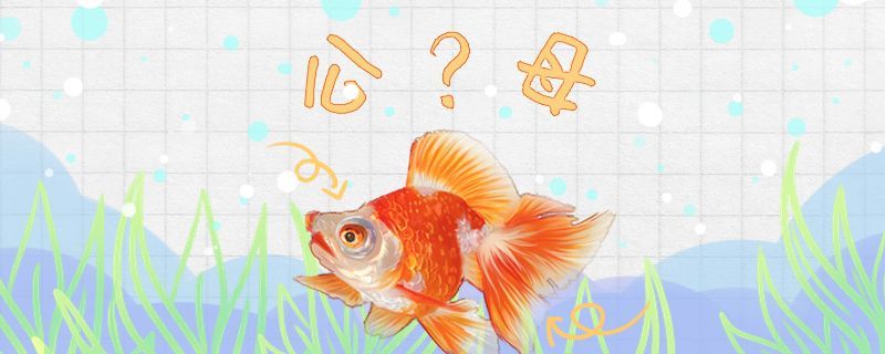 龍睛金魚怎么分公母公母能一起養(yǎng)嗎（如何區(qū)分公魚和母魚的性別）