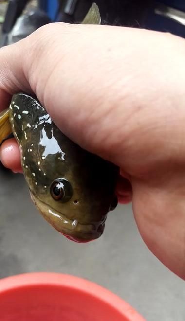 龍魚有變異嗎【25公分金龍魚的最佳溫度】（25公分金龍魚的最佳溫度是25公分金龍魚的最佳溫度）